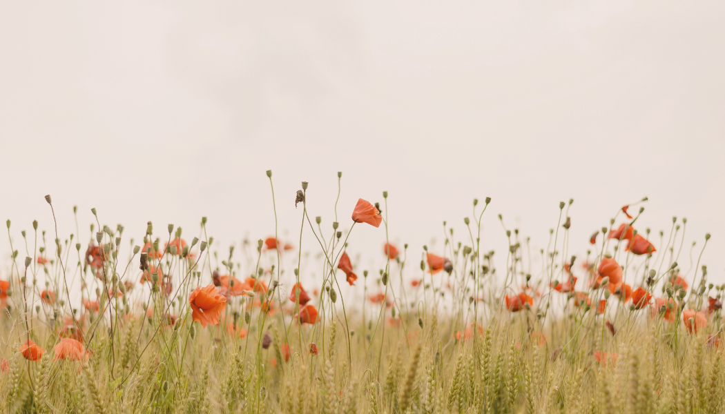Campo de amapolas